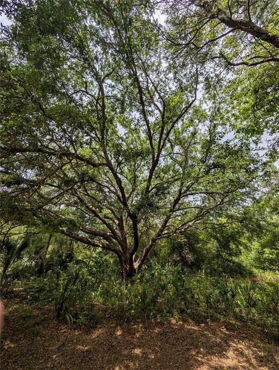 待售: $500,000 (4.75 acres)