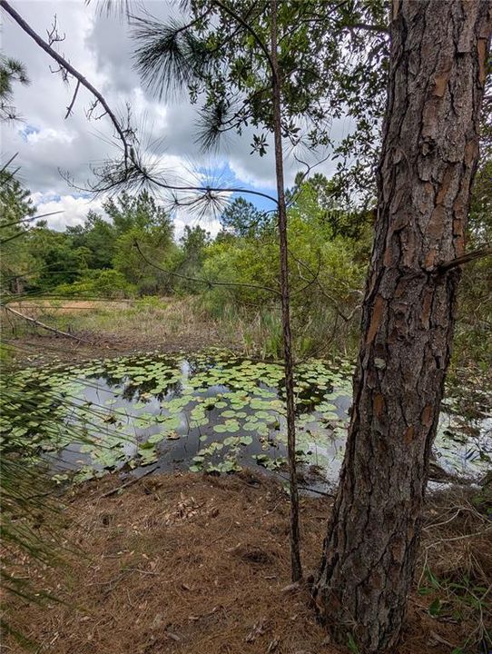 待售: $500,000 (4.75 acres)