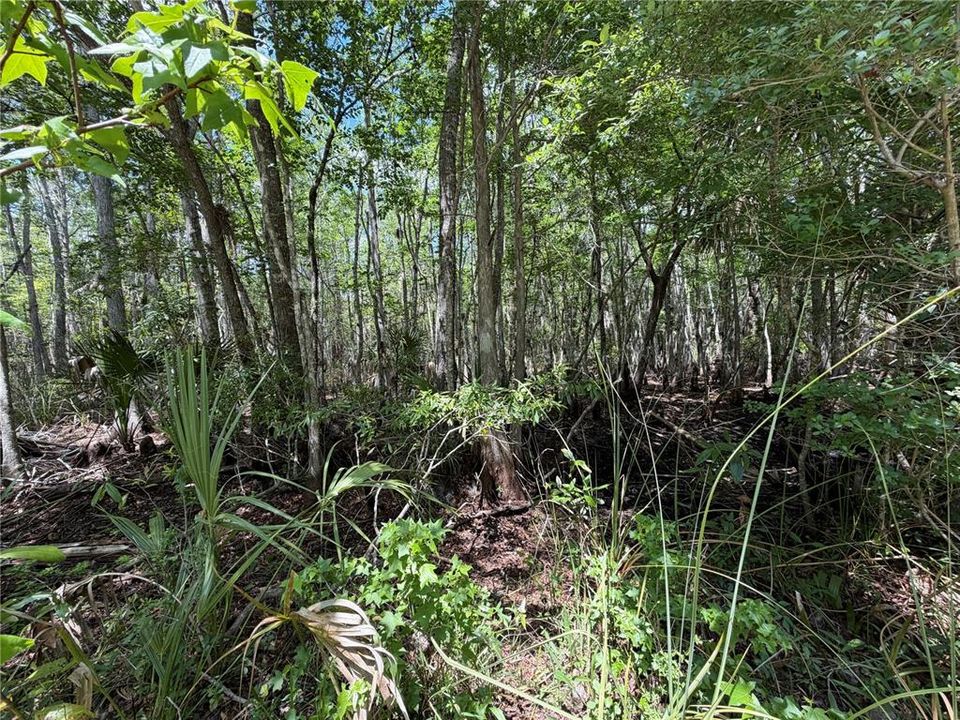 For Sale: $525,000 (111.62 acres)