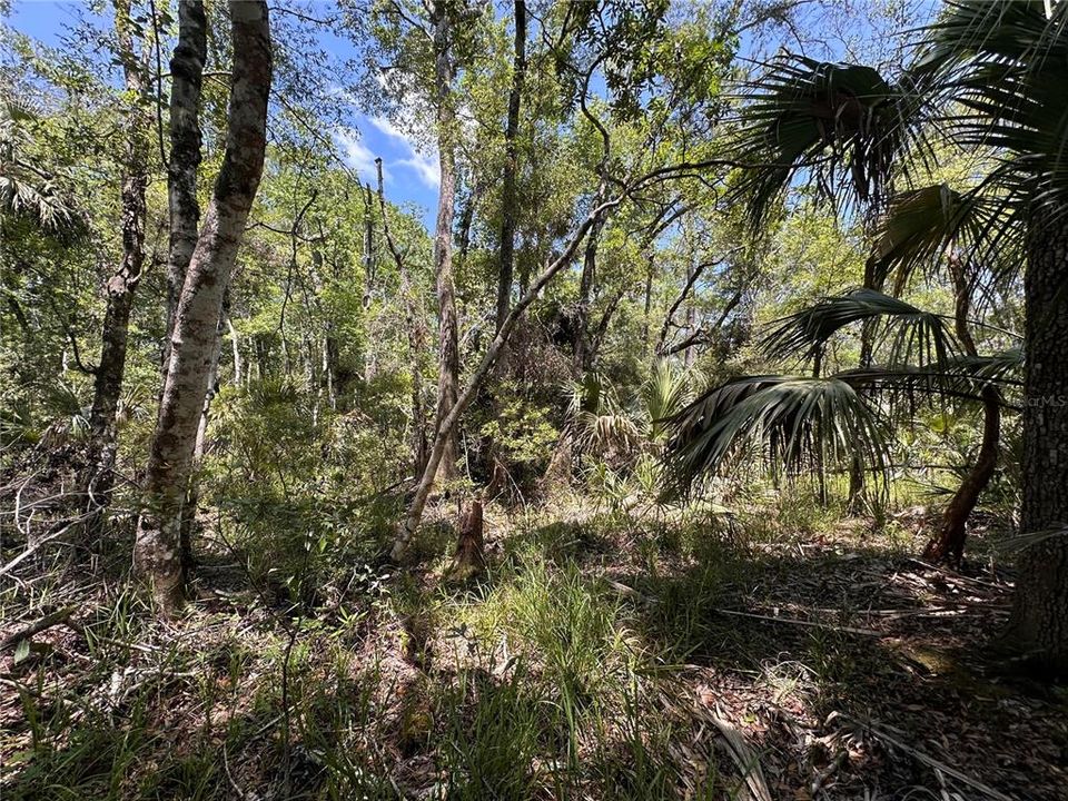 For Sale: $525,000 (111.62 acres)