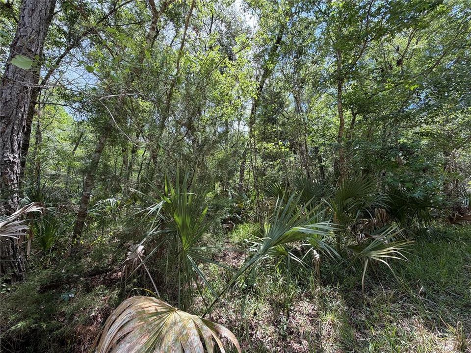 For Sale: $525,000 (111.62 acres)