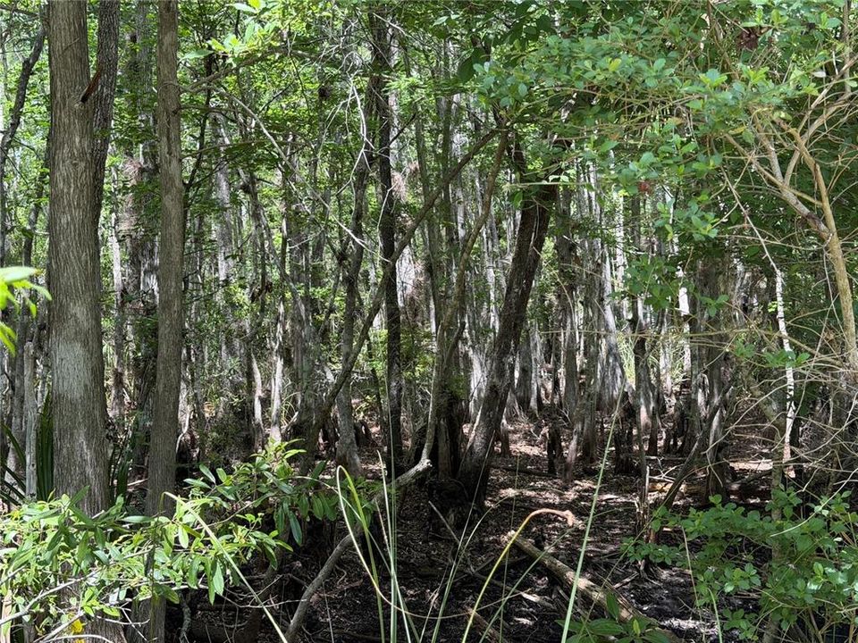 For Sale: $525,000 (111.62 acres)