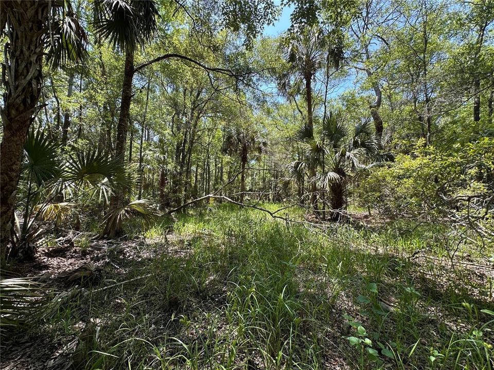 For Sale: $525,000 (111.62 acres)