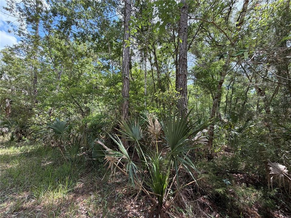 For Sale: $525,000 (111.62 acres)