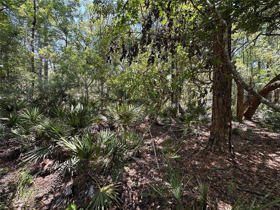 For Sale: $525,000 (111.62 acres)