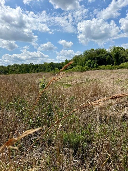 For Sale: $90,000 (8.89 acres)