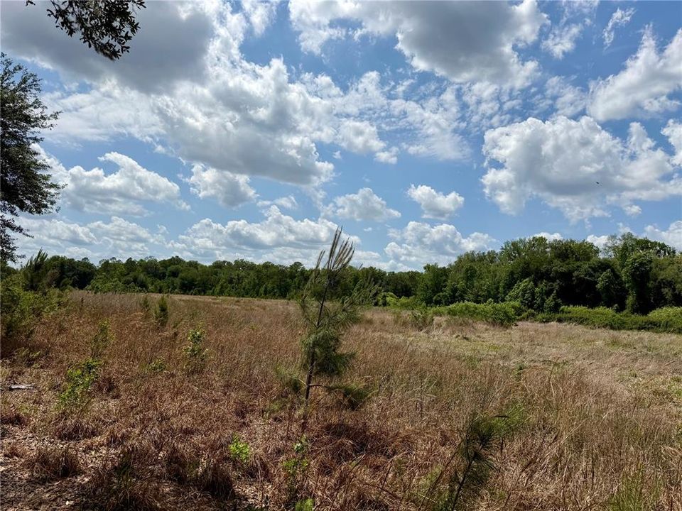 For Sale: $90,000 (8.89 acres)
