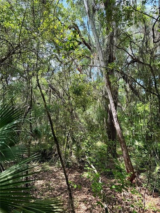 For Sale: $90,000 (8.89 acres)