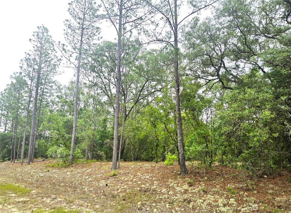待售: $27,000 (0.46 acres)