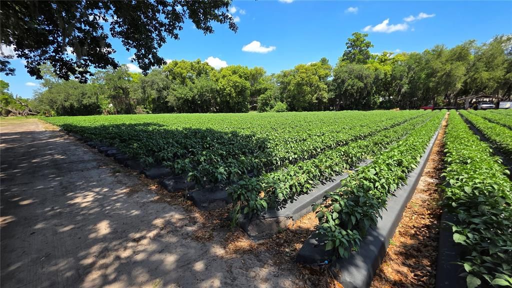 For Sale: $425,000 (5.50 acres)