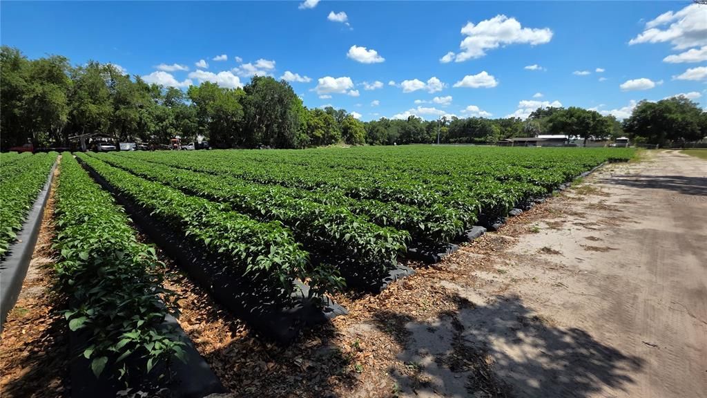 For Sale: $425,000 (5.50 acres)