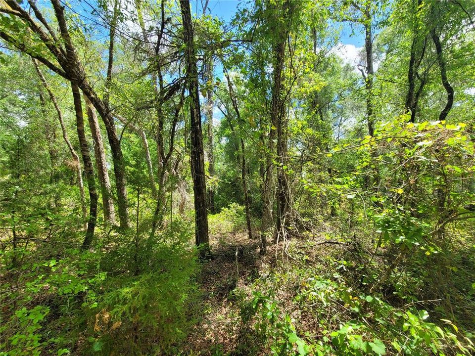 En Venta: $10,000 (0.27 acres)