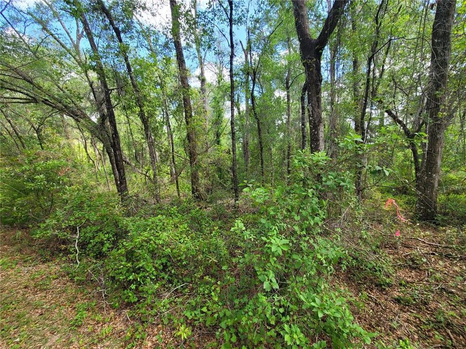 En Venta: $10,000 (0.27 acres)
