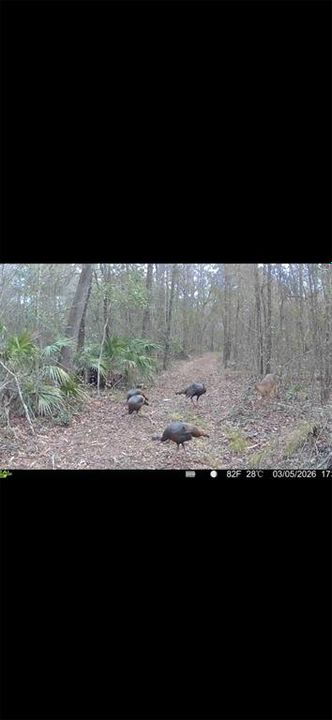 For Sale: $299,000 (10.70 acres)