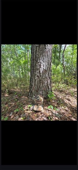 For Sale: $299,000 (10.70 acres)