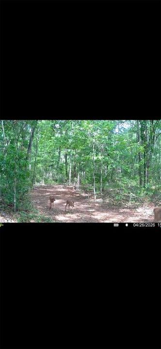 For Sale: $299,000 (10.70 acres)