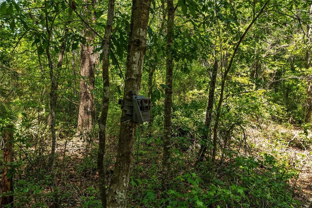For Sale: $299,000 (10.70 acres)