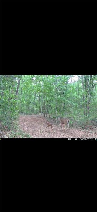 For Sale: $299,000 (10.70 acres)