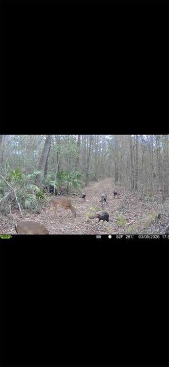 For Sale: $299,000 (10.70 acres)