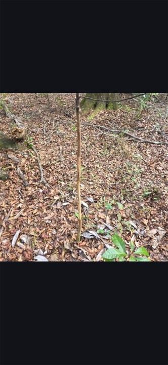 For Sale: $299,000 (10.70 acres)