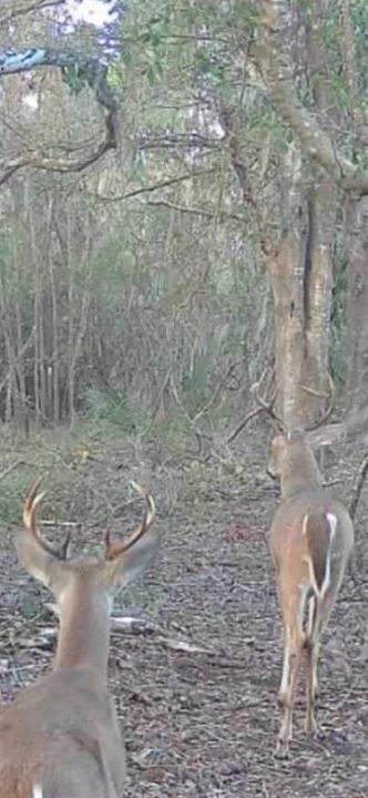 For Sale: $299,000 (10.70 acres)