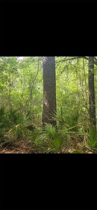 For Sale: $299,000 (10.70 acres)
