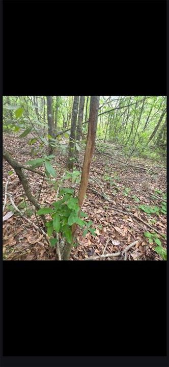 For Sale: $299,000 (10.70 acres)