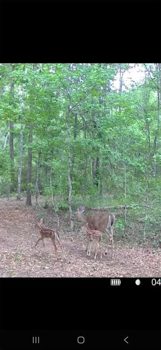 For Sale: $299,000 (10.70 acres)