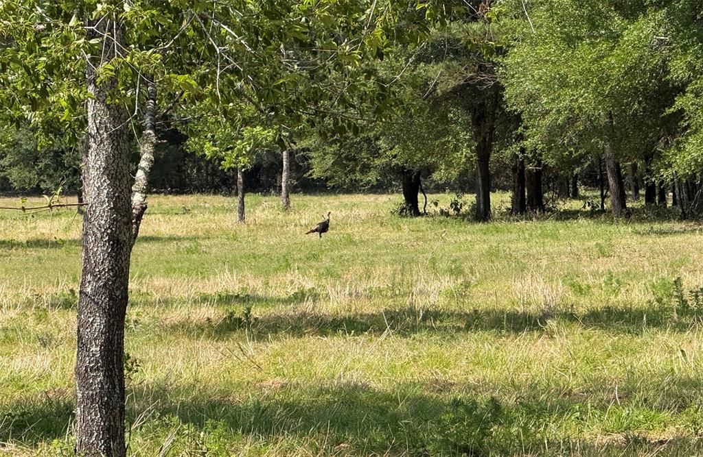 合同活跃: $464,000 (28.79 acres)