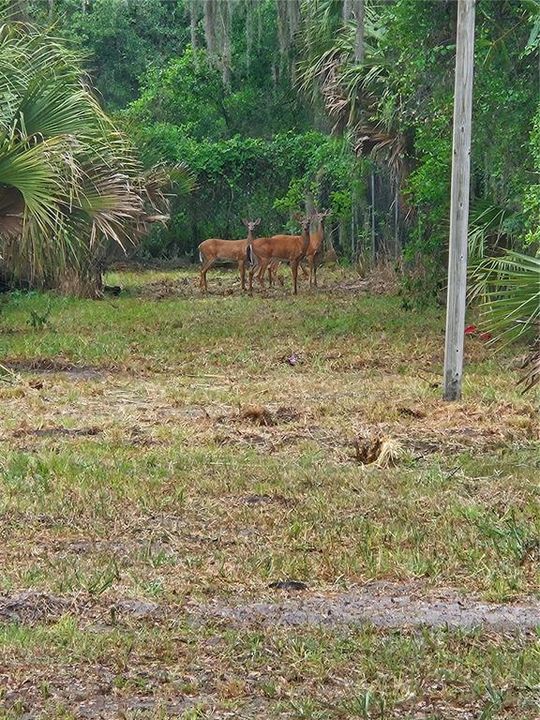 For Sale: $136,000 (1.09 acres)