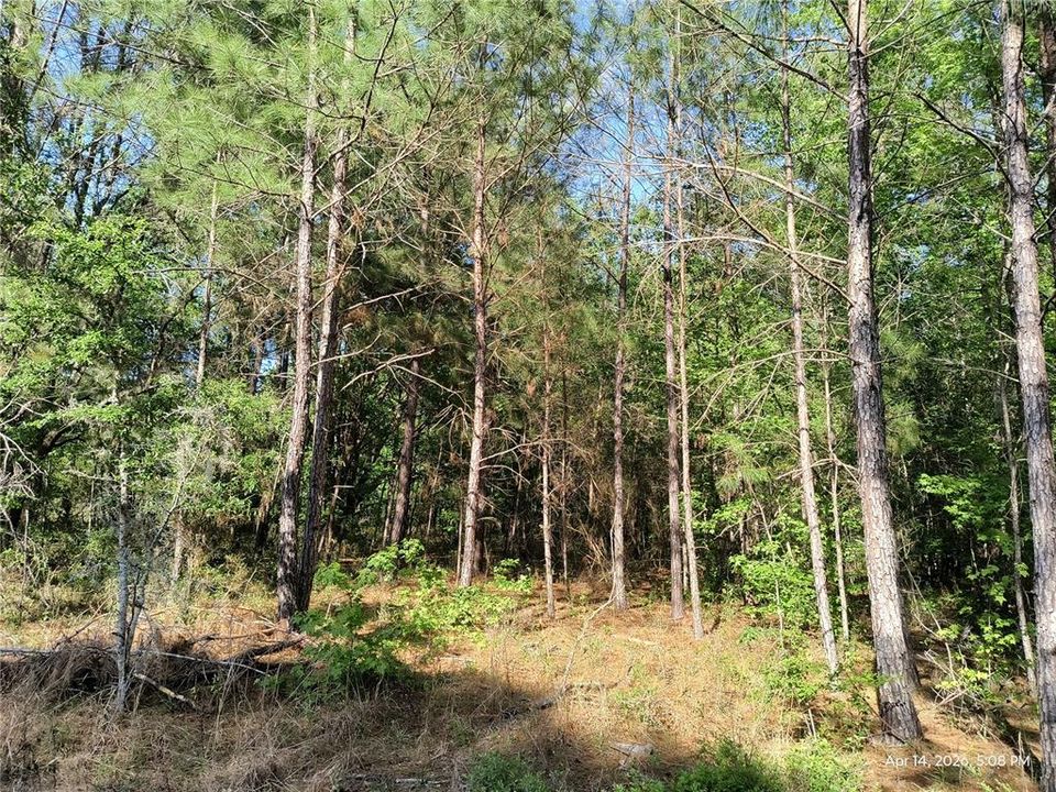 For Sale: $125,000 (2.09 acres)
