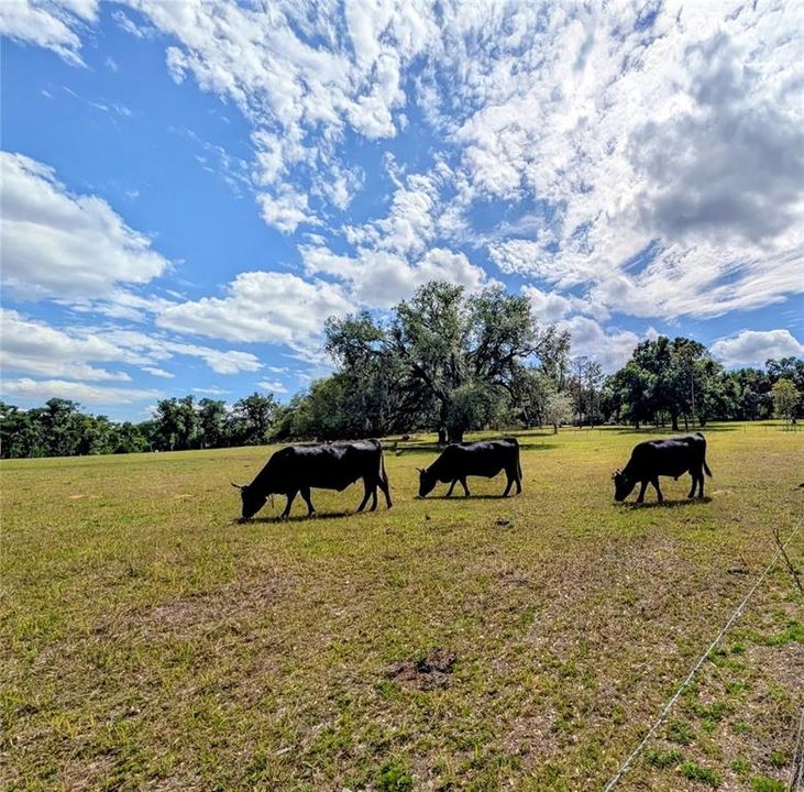 На продажу: $449,000 (7.47 acres)