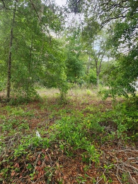 For Sale: $45,000 (0.23 acres)