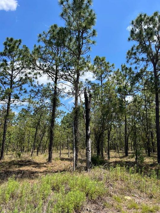 На продажу: $29,900 (1.00 acres)