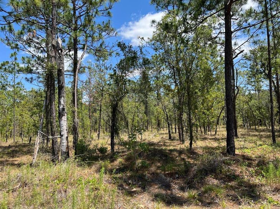 На продажу: $29,900 (1.00 acres)