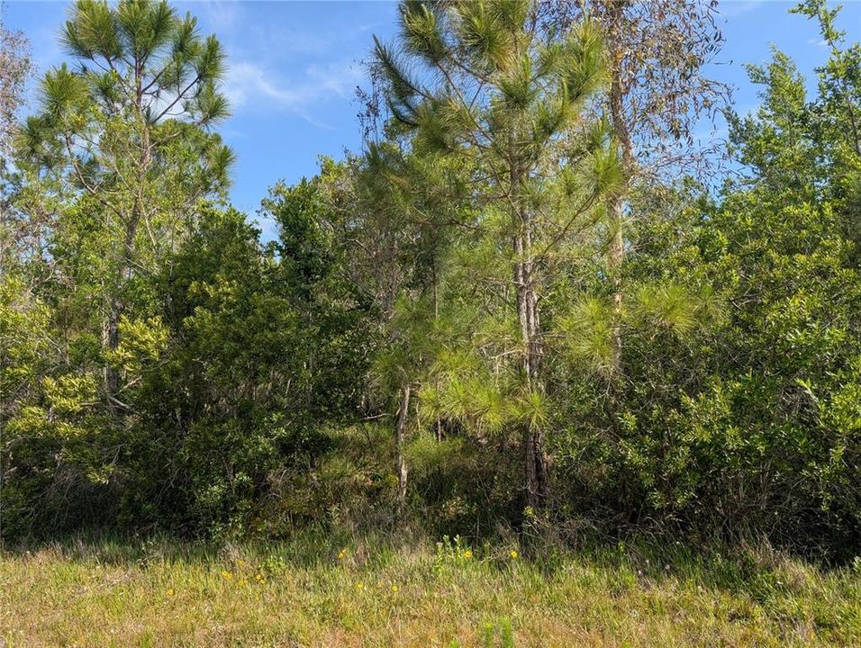На продажу: $34,500 (1.00 acres)