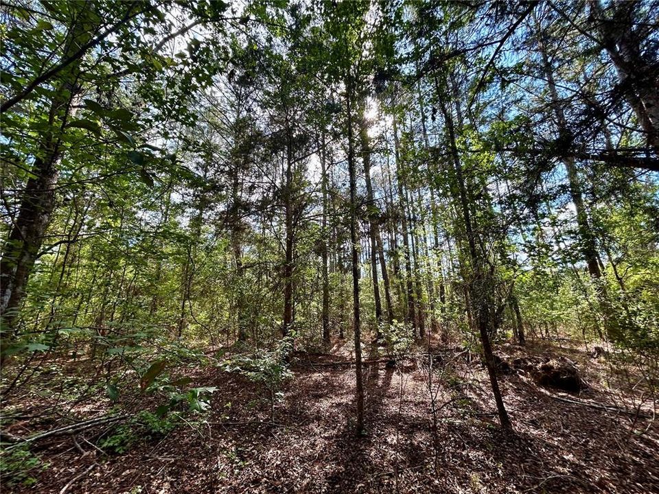 For Sale: $175,000 (3.52 acres)