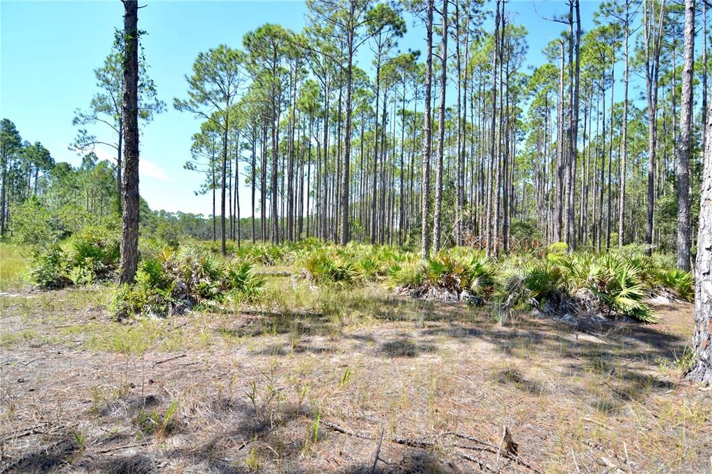 En Venta: $185,000 (12.70 acres)