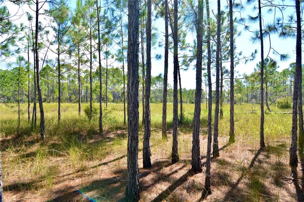 En Venta: $185,000 (12.70 acres)