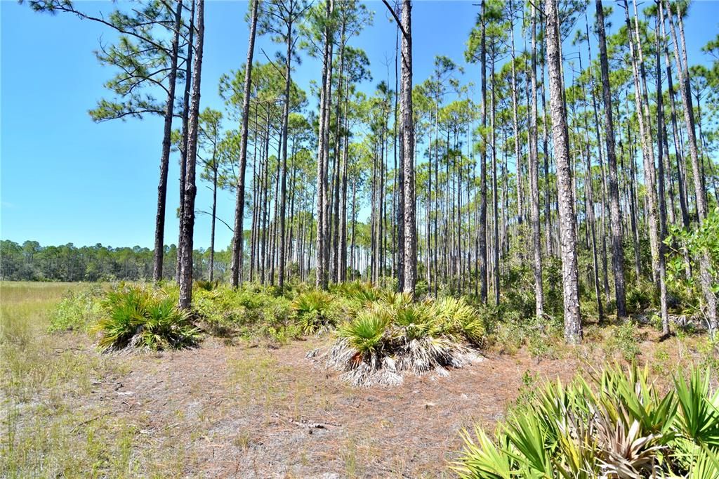 En Venta: $185,000 (12.70 acres)