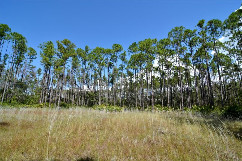 En Venta: $185,000 (12.70 acres)