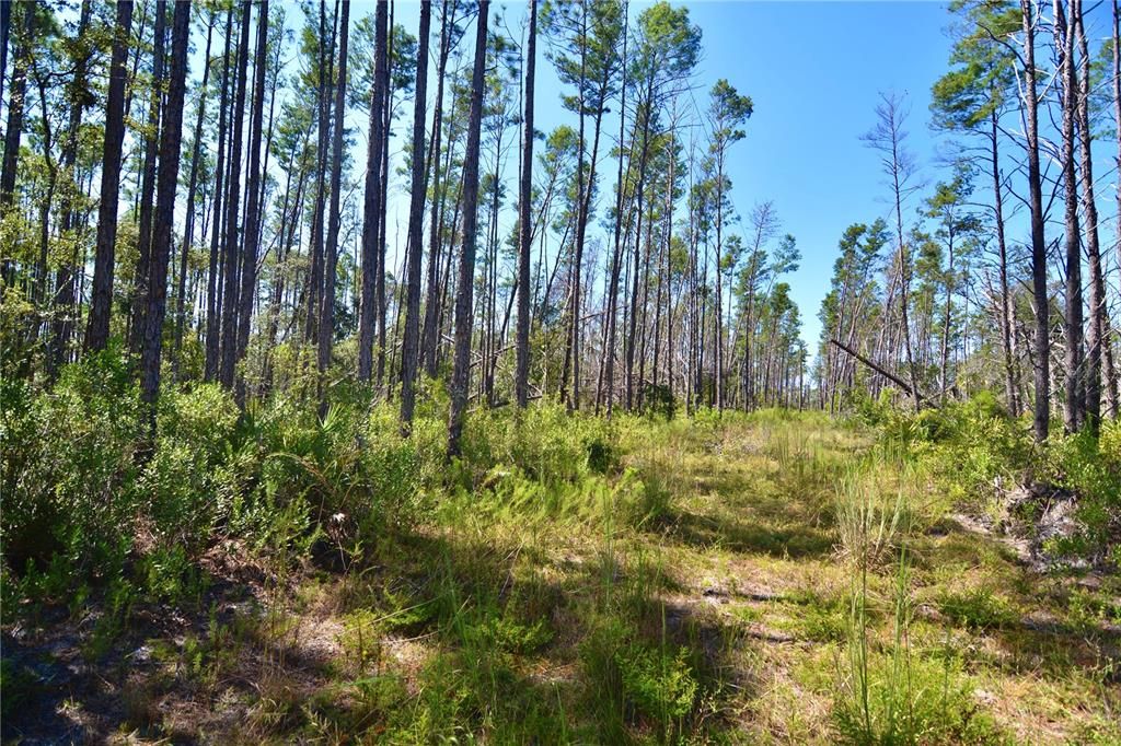 En Venta: $185,000 (12.70 acres)