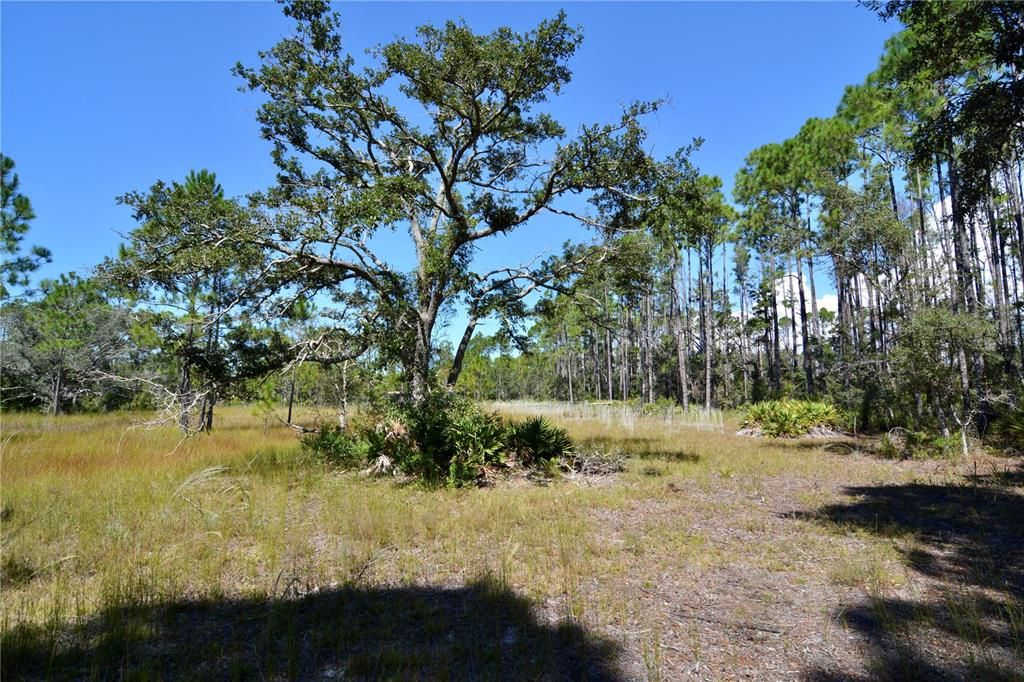 En Venta: $185,000 (12.70 acres)