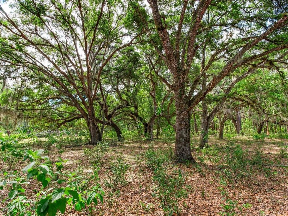 En Venta: $1,150,000 (18.97 acres)