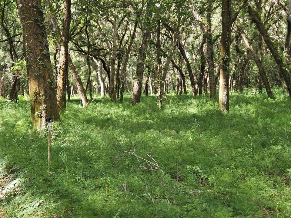 For Sale: $320,000 (10.00 acres)