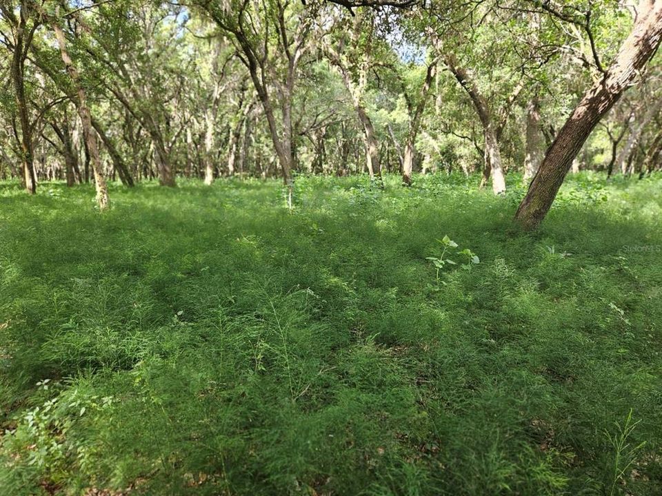 For Sale: $320,000 (10.00 acres)