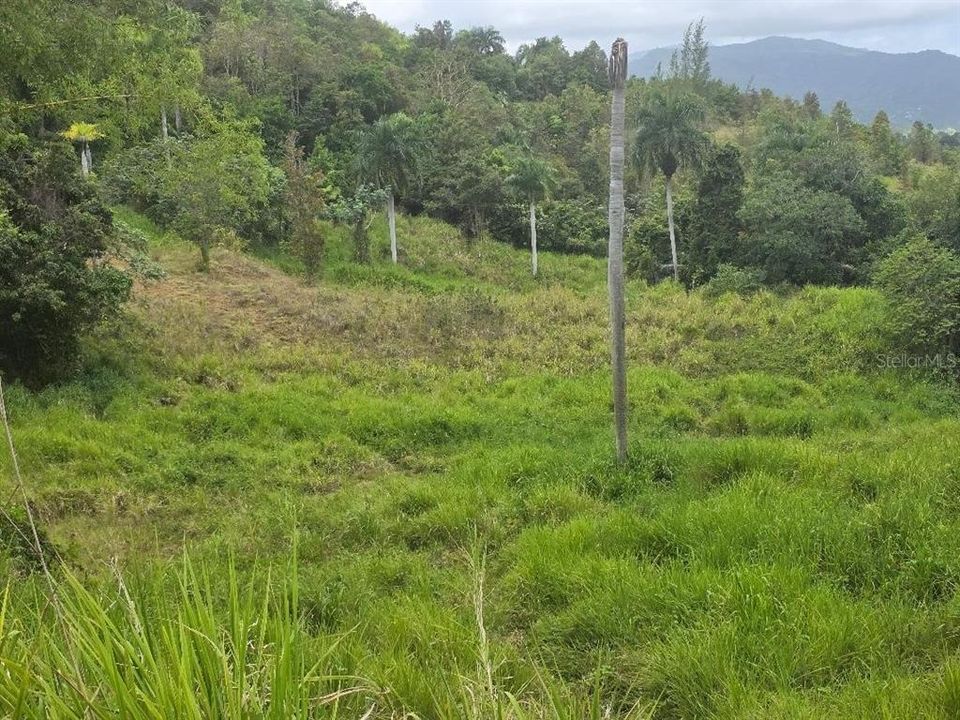 На продажу: $295,000 (4.90 acres)
