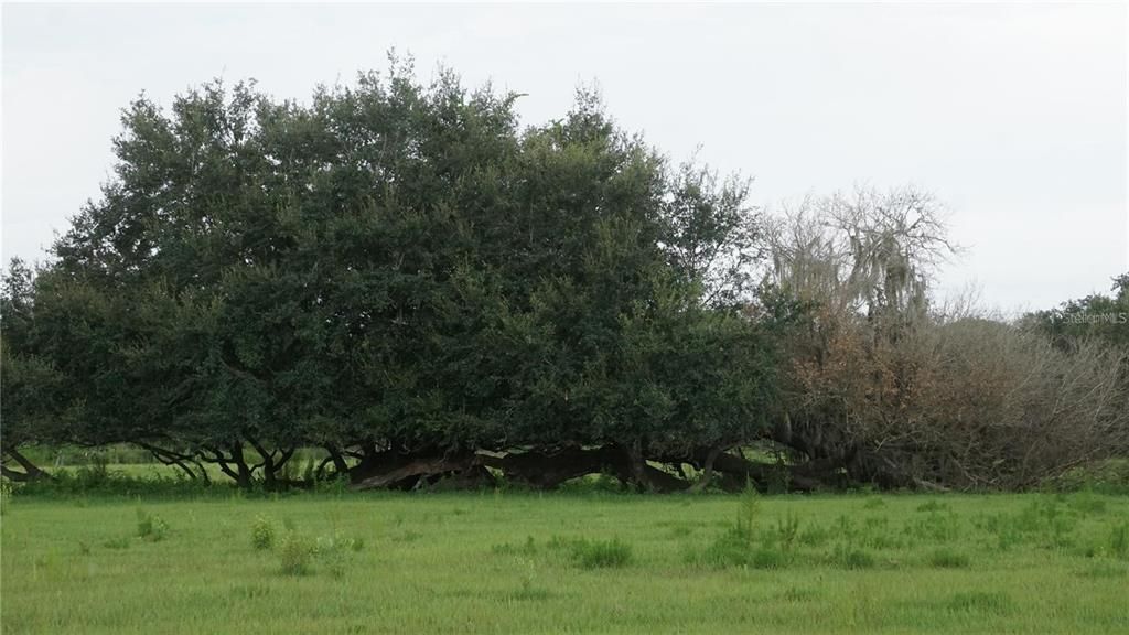 En Venta: $1,900,000 (17.03 acres)