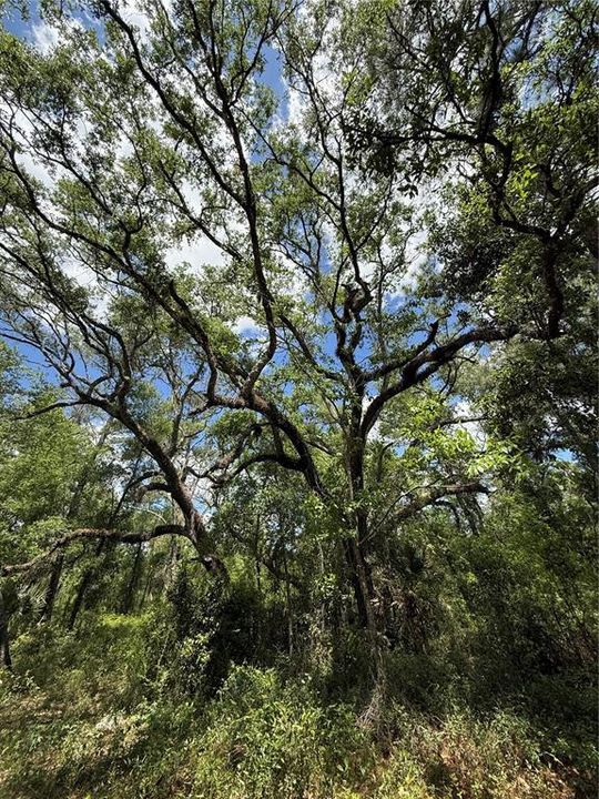En Venta: $39,900 (1.00 acres)