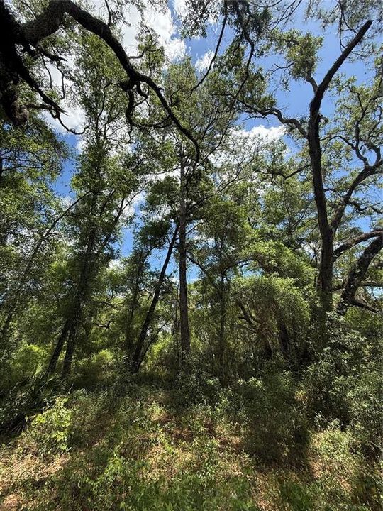 En Venta: $39,900 (1.00 acres)